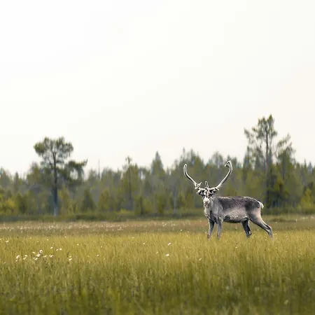 Lux Lapland Gielas Utsuvaara Levi Exterior photo